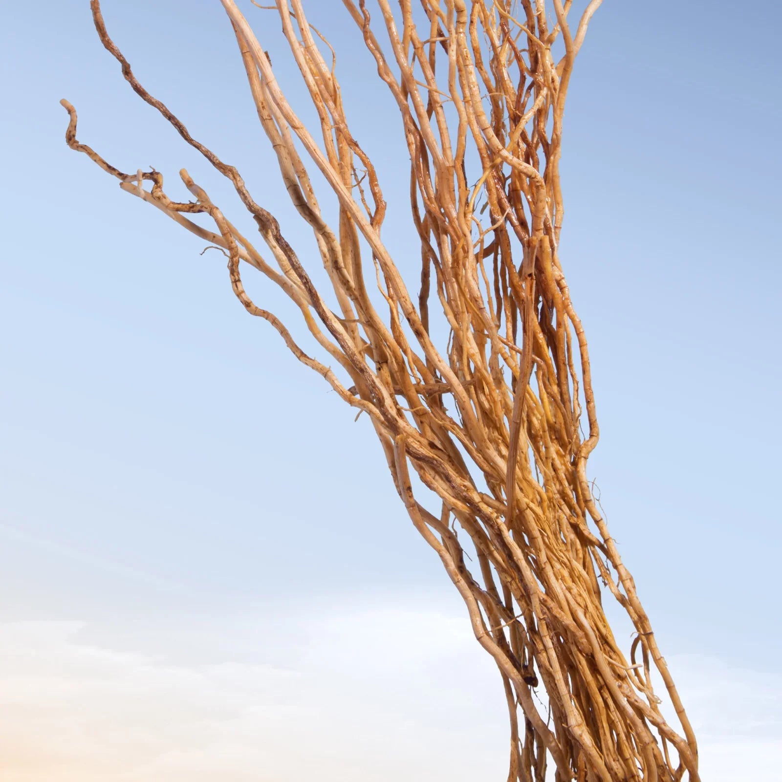 Azzaro Wanted 100 ml EDT - Тоалетна вода за мъже - Fragnance